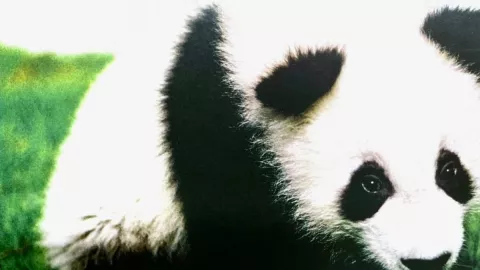 Panda Shuan Shuan celebró su último cumpleaños en el Zoológico de Chapultepec.