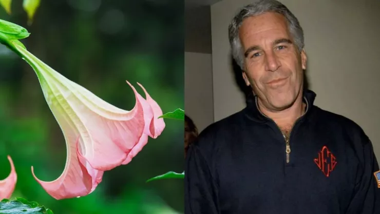 ¿Cuál es la flor que usaba Jeffrey Epstein para inmovilizar a sus víctimas?