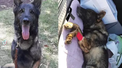 Muere Proteo perro rescatista mexicano en Turquía