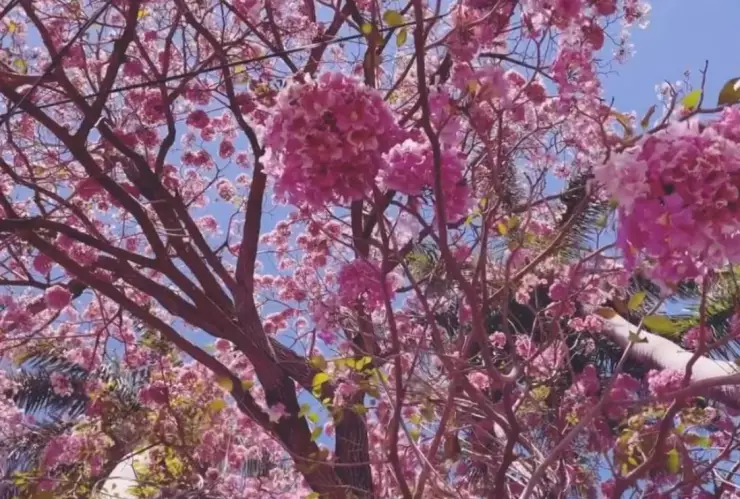 Maculís, el árbol que llena de flores rosas las calles de Mérida