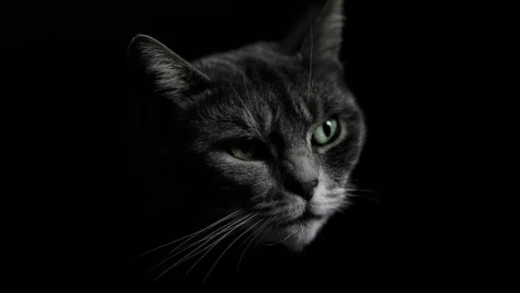 /especiales-azteca/por-que-no-regalar-gatos-octubre-pb-notas