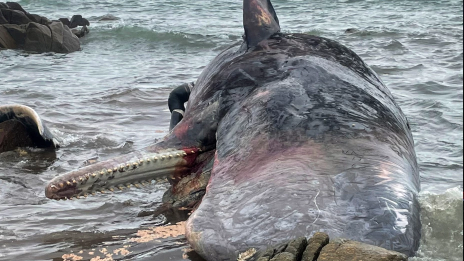 Cachalote varado en una playa de la Isla King, Australia.