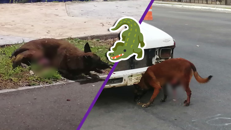 Cocodrilo ataca a perrito en Chetumal; dueño lo lleva de urgencia al veterinario.jpg