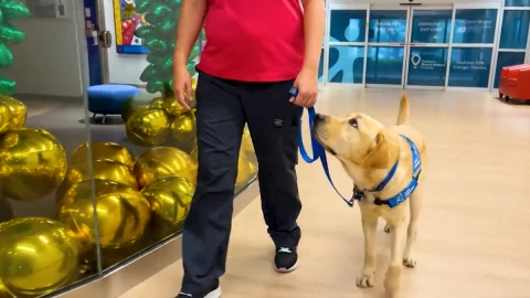 Parks, el perro labrador que fue contratado por un hospital infantil