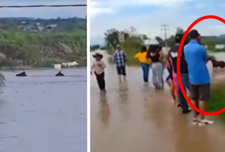 Rescatan cría de caballo tras inundación por desborde de presa en Manuel Doblado, Guanajuato: Video