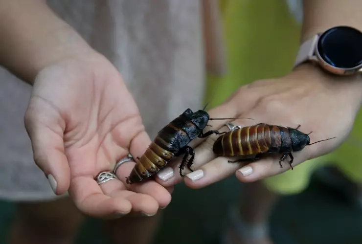 Encuentran cucaracha carnívora gigante que se creía extinta en Australia