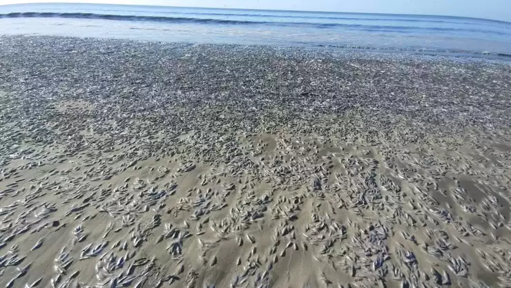 Miles de peces aparecieron muertos en las costas de Chile