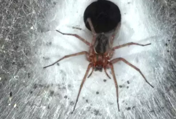 Terror y fascinación: científicos descubren una telaraña de 100 metros cuadrados con miles de arañas