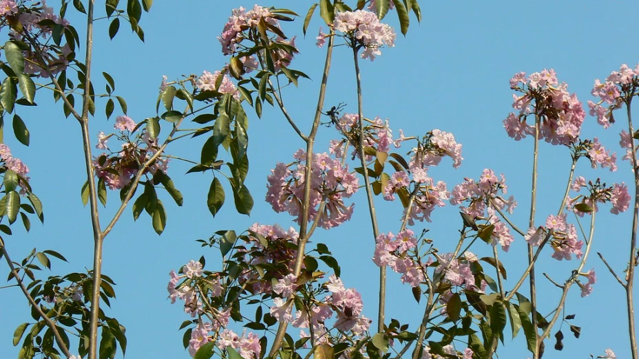 Árbol Guayacán rosado y su flor