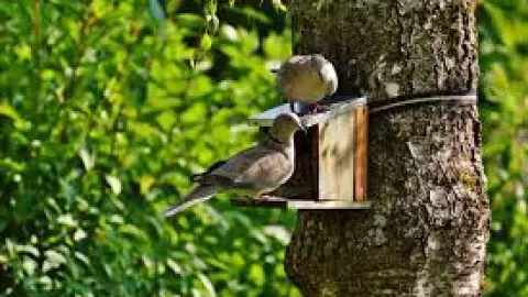 Día Mundial del Árbol 