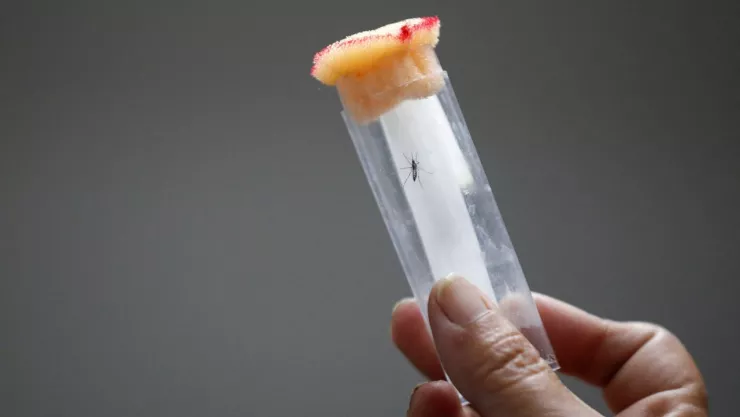 Animal que mas mata humanos en el mundo