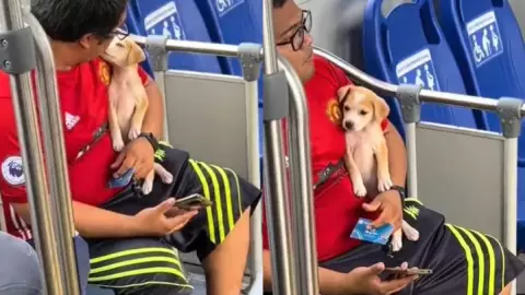 viaja va y ven con tierno lomito