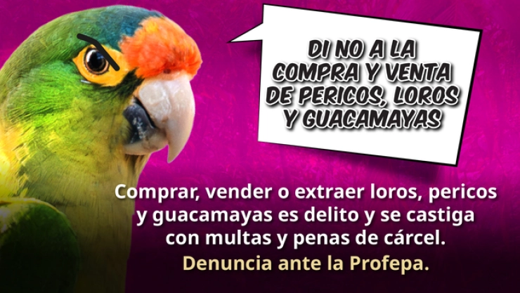 loros
