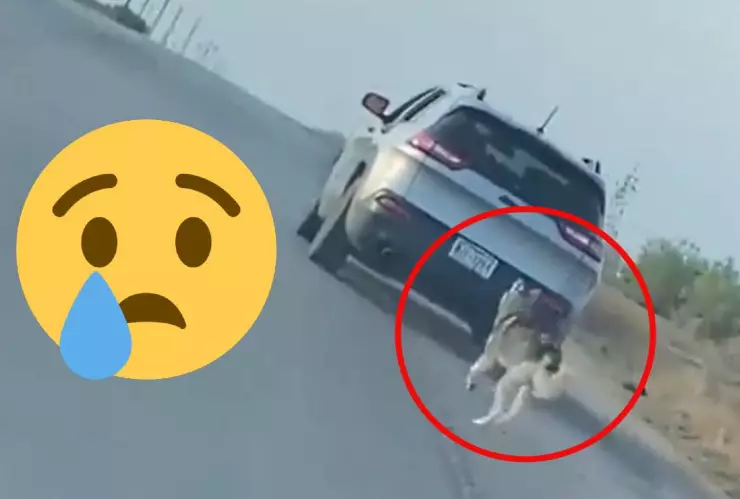 Perro corre tras camioneta que lo abandonó