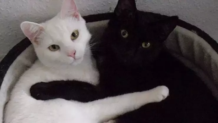Gato blanco y gato negro