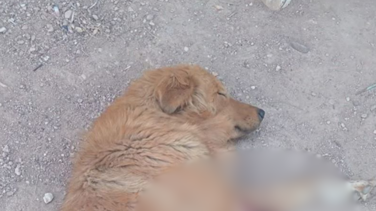 Mutilan a perrito en Chihuahua