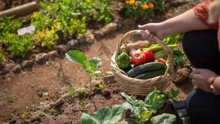 Control ecológico de plagas en el jardín: el Jabón como insecticida