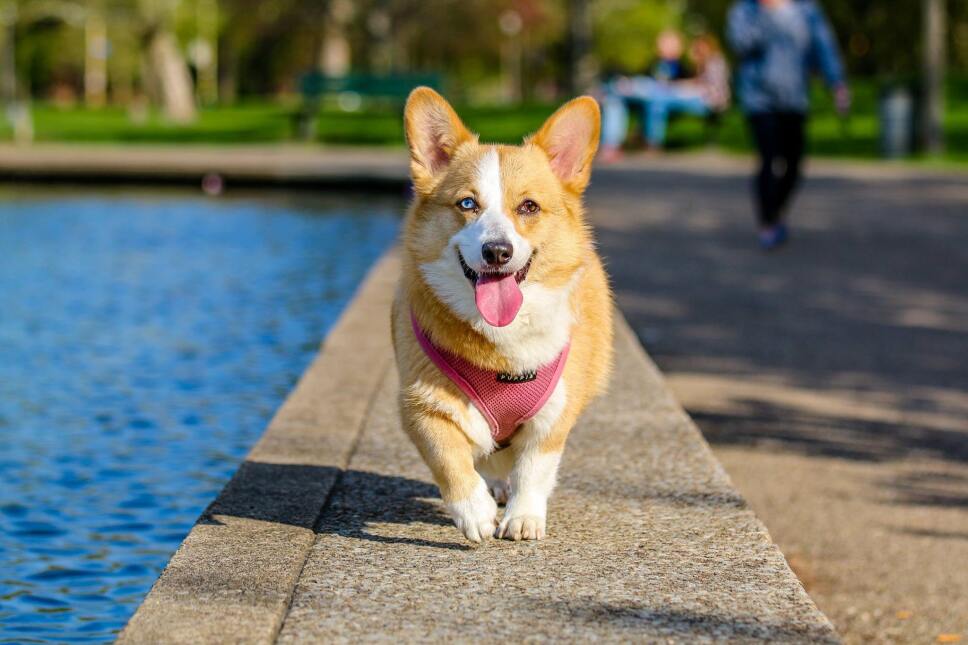 Tratar a tu hijo como perro