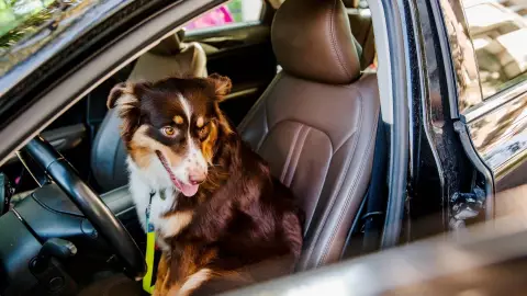 Multa por llevar a tu perro en el coche