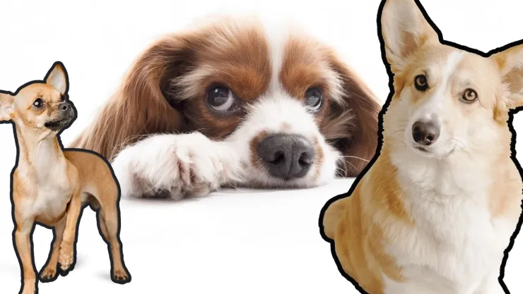 señales perros muerte