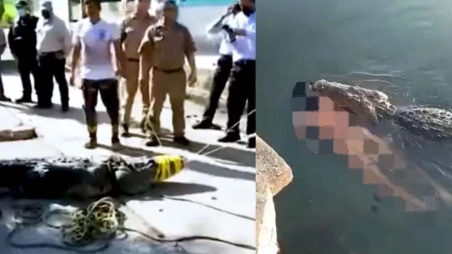 Cocodrilo que mató a hombre en Tamaulipas es capturado
