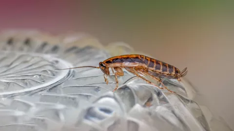 ¡Ya ni el insecticida las mata! Cucarachas se vuelven casi indestructibles, según estudio.jpg