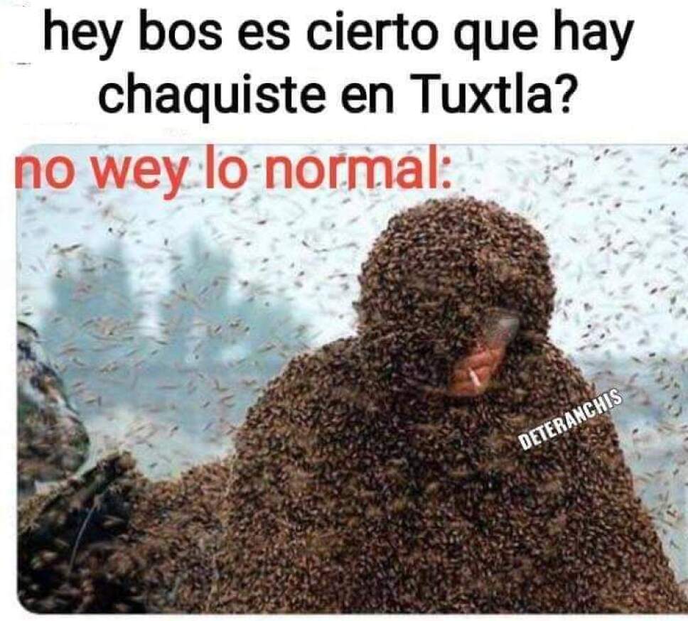 Plaga de CHAQUISTES en Tuxtla Gutierrez (1).jpg