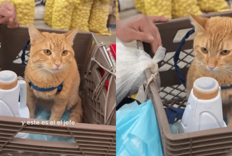 Video Conoce al michi emprendedor de la Central de Abasto, enternece a las redes.png