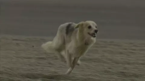 perro interrumpe premio Bahréin.jpg