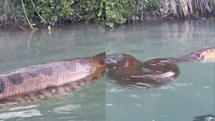 VIDEO: ¡De miedo! Anaconda gigante nada a pocos centímetros de unos exploradores en pleno lago