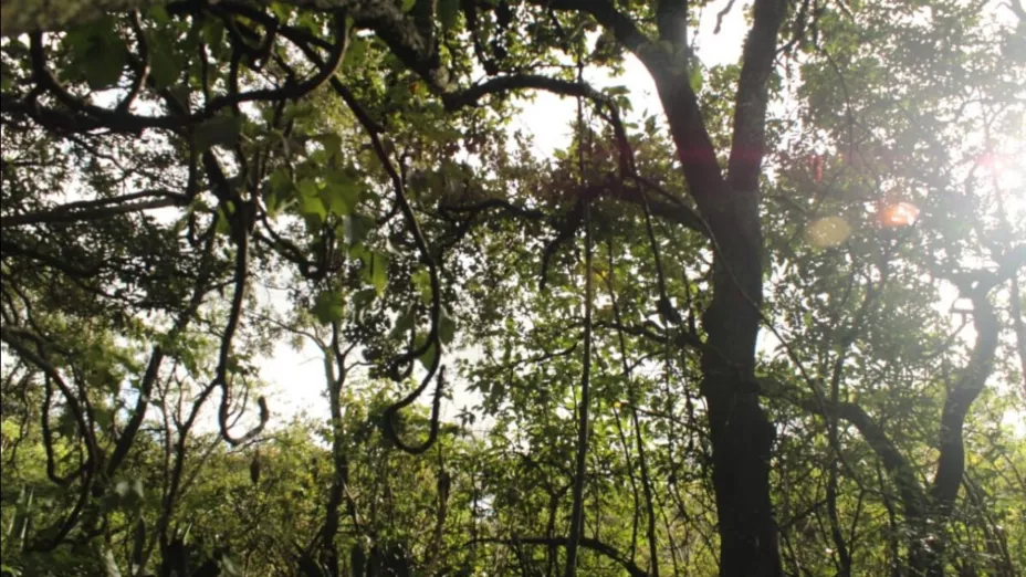 Bosque de Tlalpan_Sedema.jpg