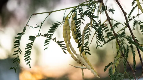 Closeup of mesquite beans growing on thin tree branches on a blurred background at sunset