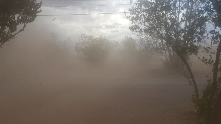 TOLVANERAS CHIHUAHUA.jpg