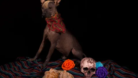 Día de Muertos CDMX