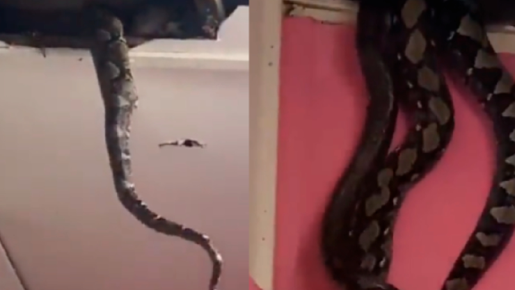 Video ¡Impresionante! Hallan dos pitones gigantes en el techo de su casa