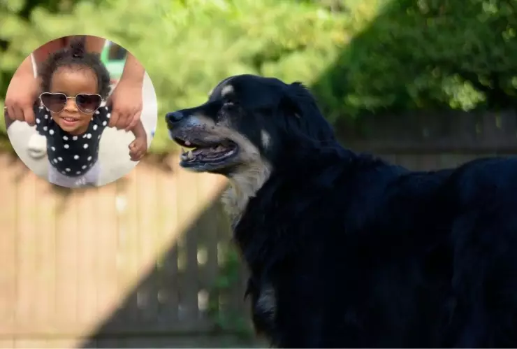 nina-atacada-3-perros-estados-unidos