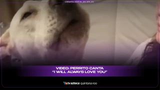 VIDEO: Perrito canta “I Will Always Love You”