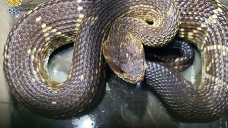 B01824 VIDEO VÍBORA DE CASCABEL IZTACALCO1.jpeg