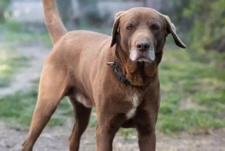 Hombre murió atacado por perros mientras intentaba salvar a su mascota