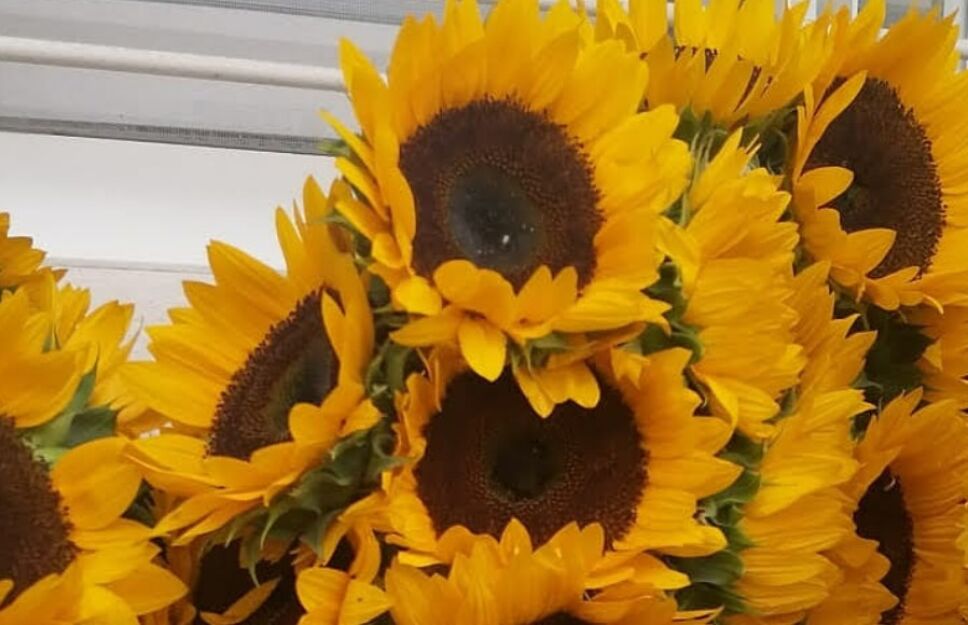 El significado de los girasoles