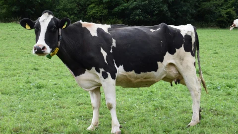 Abuelita se casó con una vaca; dice que es la reencarnación de su esposo