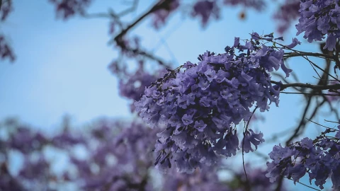 Jacaranda