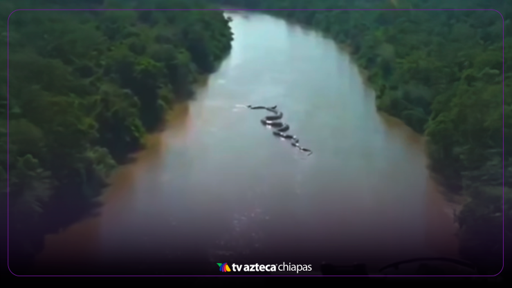 El video de la anaconda que impactó al mundo: ¿real o generado con IA?