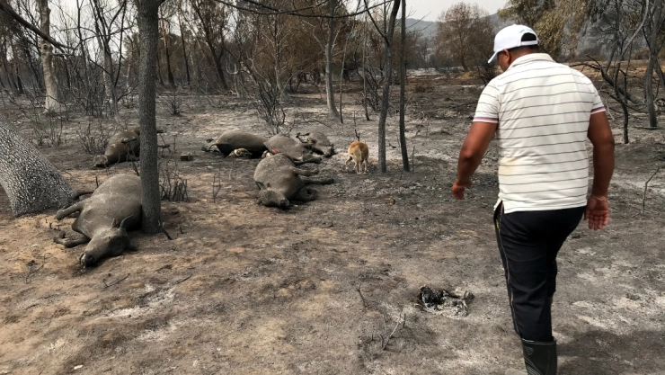 Incendios forestales Argelia personas