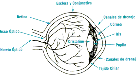 Anatomía del ojo.