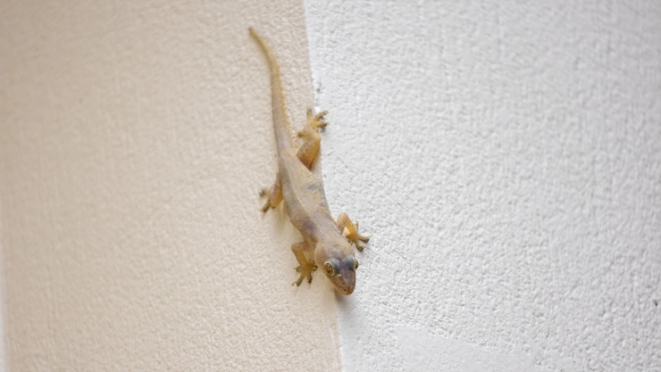 Lagartija desciende por una pared
