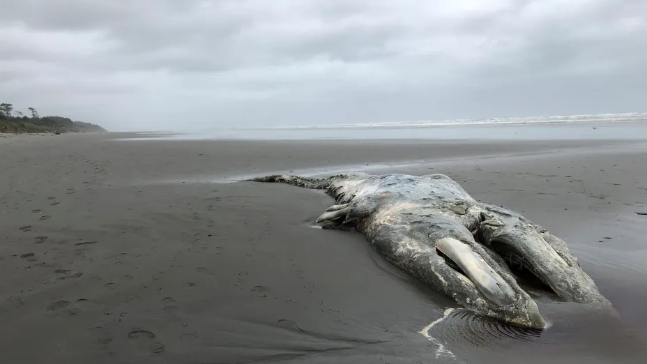 Ballena_AP.jpg