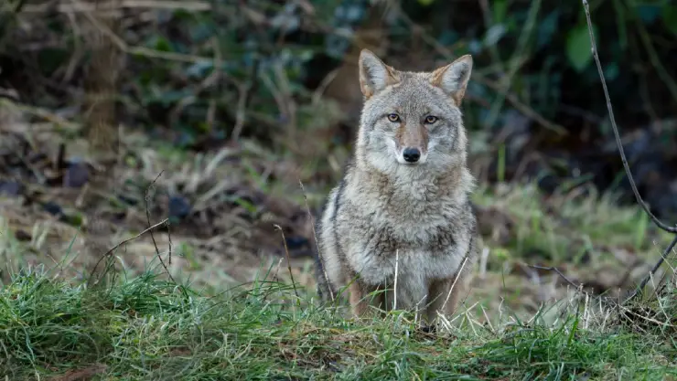Un coyote mira a la cámara