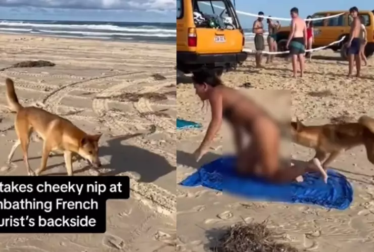 Ataque de dingo en Australia