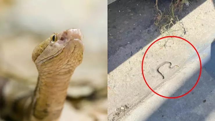 Serpiente de cascabel